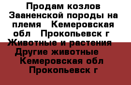 Продам козлов Зааненской породы на племя - Кемеровская обл., Прокопьевск г. Животные и растения » Другие животные   . Кемеровская обл.,Прокопьевск г.